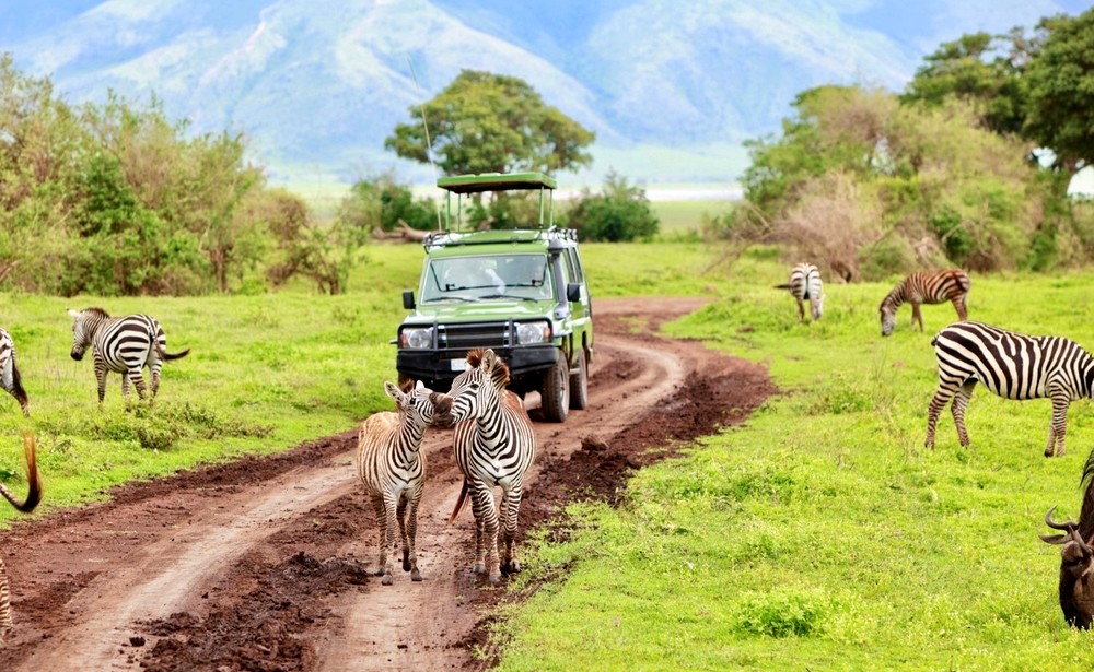 Safari sur le territoire africain : ce que vous devez savoir